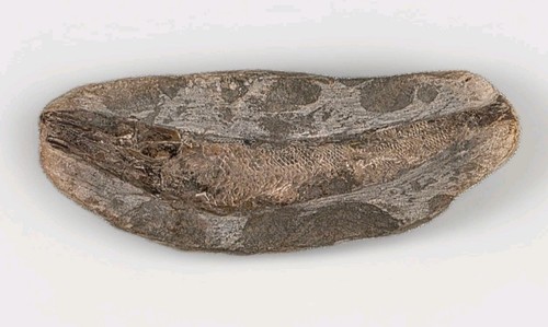 Fossil versteinerter fisch - versteinerter,