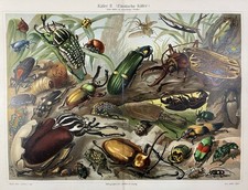 antike Grafik Fauna Insekten