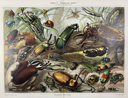 Antike grafik fauna - antike,