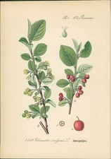 Chromolithographie - ,