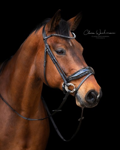 Trense black sis glitzer - trense,