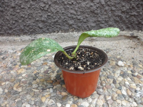 Hoya waymaniae cloudy sky - 'cloudy, sky'