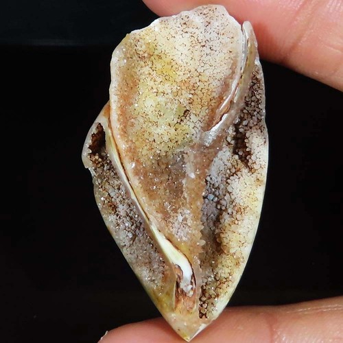 Natürlich fossil schnecke - fossil,