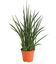 Zimmerpflanze Bogenhanf Fernwood Punk mit marmorierten Blatttrieben, Dehner