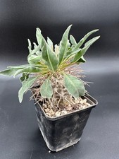 Pachypodium namaquanum (Apocynaceae) - Caudex, sehr selten