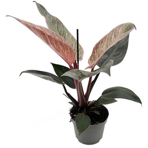 Philodendron pink birkin - 'pink,