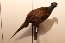 Tierpräparat Fasan, Hahn