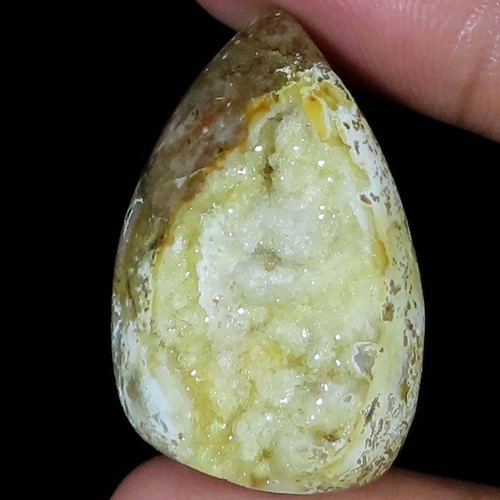 Natürlich fossil schnecke - fossil,