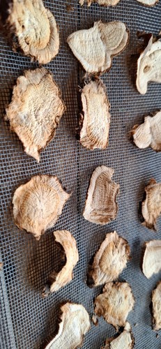 Alraunwurzel getrocknet - ,