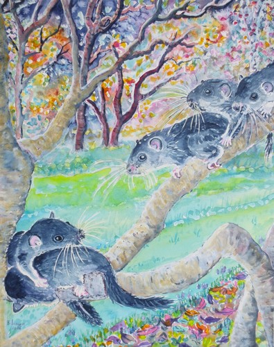 Junge siebenschläfer 24x32 - junge,