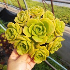 3 Live Fresh Aeonium 'Lily