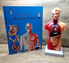 Körpermodell menschliche