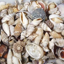 MUSCHELN 250gr. Natürliche