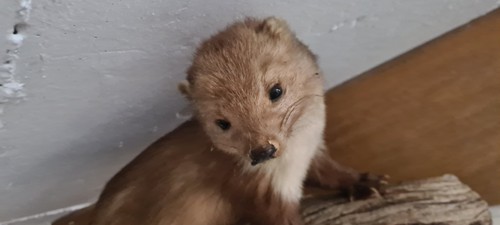 Dachs präpariert ausgestopft