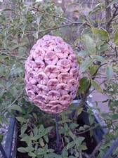 Gartenstecker, Keramik