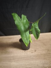 Alocasia Zebrina Reticulata -