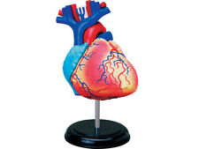 ANATOMIE HERZ Herzmodell Anatomiemodell Herzen Lernmodell Organe Medizin NEU