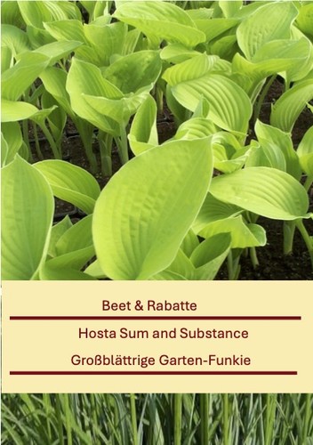 Hosta sum and - sum,