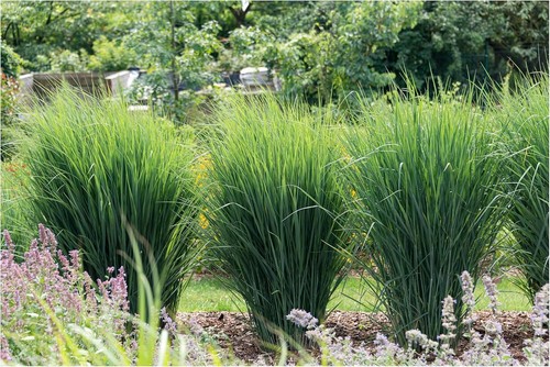Panicum virgatum cloud - x,