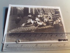 Altes Foto  Kind auf Bauernhof