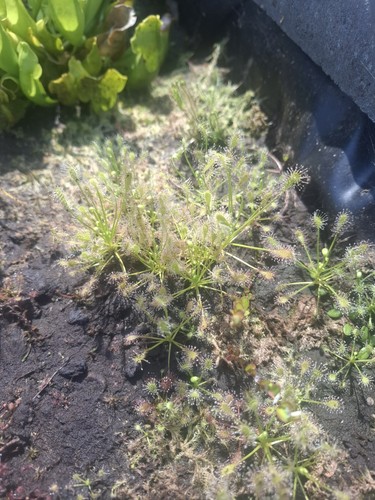 Drosera intermedia - , af