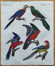 Papagei Ara - Bertuch