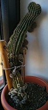 Kaktus mit ableger - kaktus, ableger,