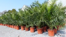Palme xxl 160 - 160, cm
