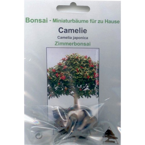 Bonsai samen camellia - samen,