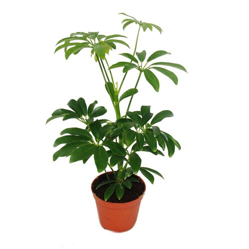 Strahlenaralie schefflera - -,