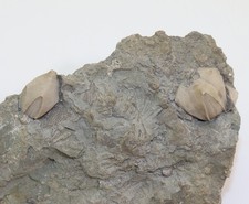 Blastoid, Pentremites godoni