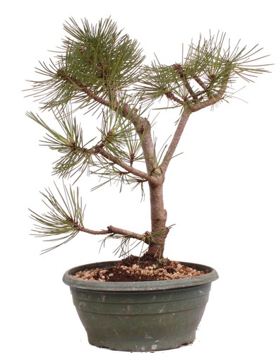 Bonsai pinus nigra - bonsai,