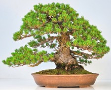 Bonsai Mädchenkiefer Pinus