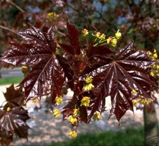 Spitzahorn 'Schwedleri' Schwedlers Blut-Ahorn Samen Blickfang Rarität