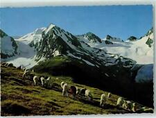 10279200 - Obergurgl Tiroler Bergschafe Blick von der Hohen Mut auf dem Gasibeg