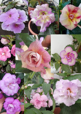 Achimenes 3 Rhizome (3 Sorten je 1 Rhizome) nach meiner Wahl