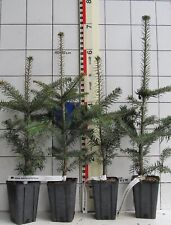 Abies bornmuelleriana  -