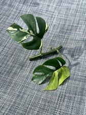 Rhaphidophora Tetrasperma