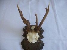 Selten,Sammler,bock,rehgeweih,Rehbock,Geweih,Reh,Jagdtrophäe