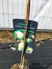 Asimina triloba 1Sunflower