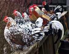 Bruteier, Schwedische Blumenhühner, 10 Stück Blumenhuhn, Schwedisches Blumenhuhn