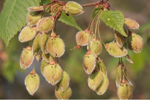 Flatterulme 50 - (ulmus, laevis)
