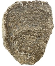 Miozän  Großer Stromatolith aus dem Tertiär von Dolnice CSFR  Criptozoon  KE2
