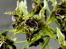 Dendrobium Species ‚Japan