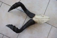 Trophäe Antilope Kuhantilope