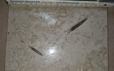 Solnhofen FOSSILIEN Belemniten PLatte Geschliffen Tolles Sammlerstück