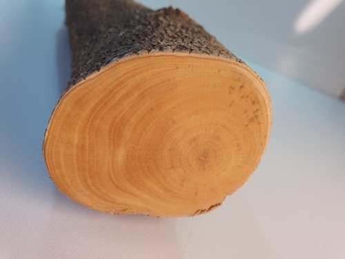 Stamm drechselholz buchsbaum - 1,