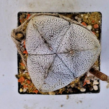 Kakteen – Kaktus – Astrophytum myriostigma onzuka 3 Rippen- fast 4cm Durchmesser