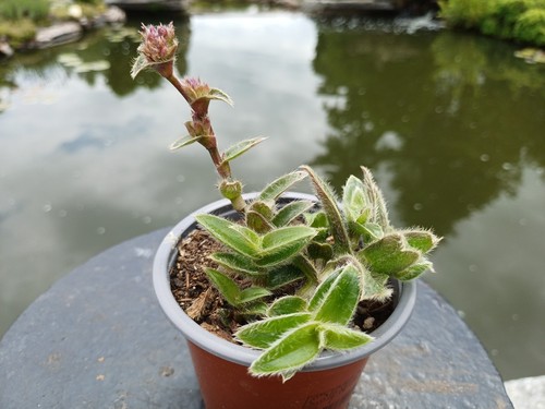 Cyanotis somaliensis rarität - cyanotis,