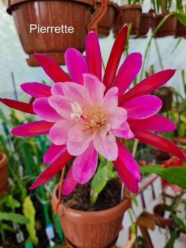 Epicactus pierrette - epicactus, “
